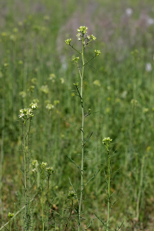 Изображение особи Sisymbrium altissimum.