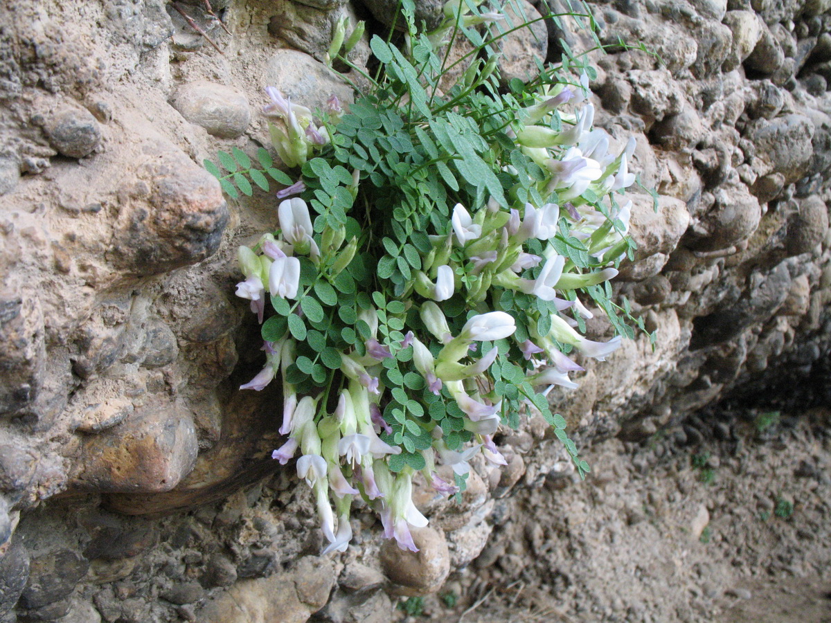 Image of Astragalus abolinii specimen.