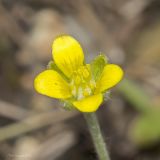 Ceratocephala orthoceras. Цветок. Саратов, р-н Телевышки, опока. 01.05.2016.