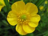 Ranunculus repens. Цветок. Нидерланды, провинция Гронинген, влажный пойменный луг. 21 мая 2006 г.