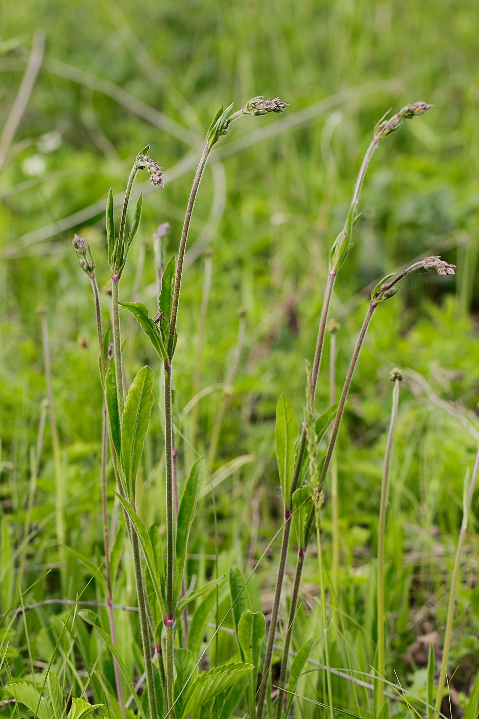 Image of Silene nutans specimen.