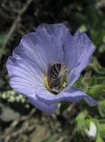 Linum lanuginosum