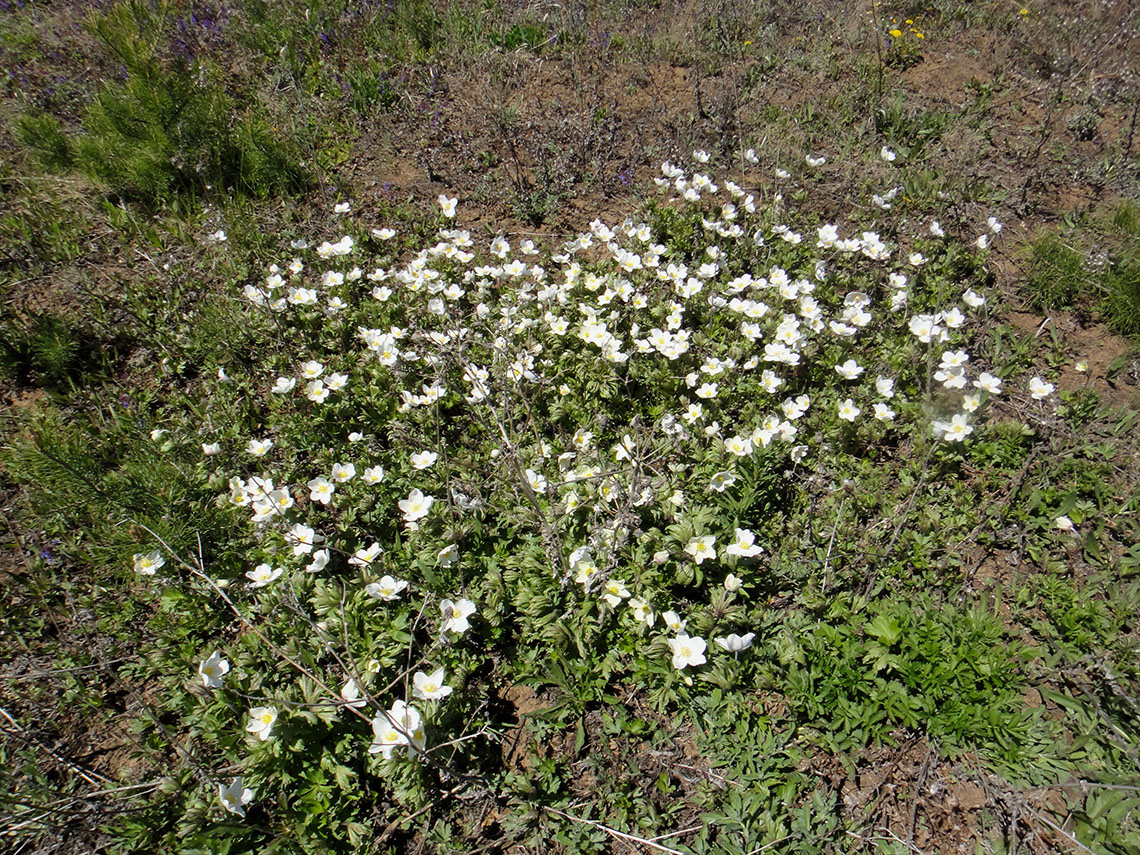 Изображение особи Anemone sylvestris.