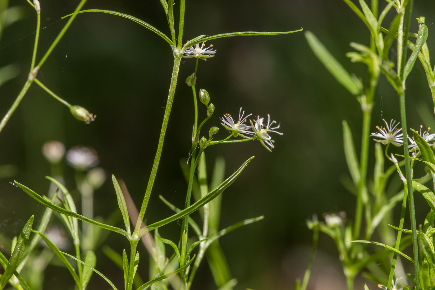 Изображение особи Stellaria hippoctona.