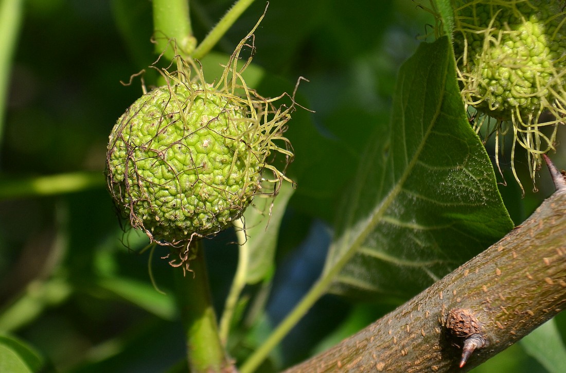 Изображение особи Maclura pomifera.