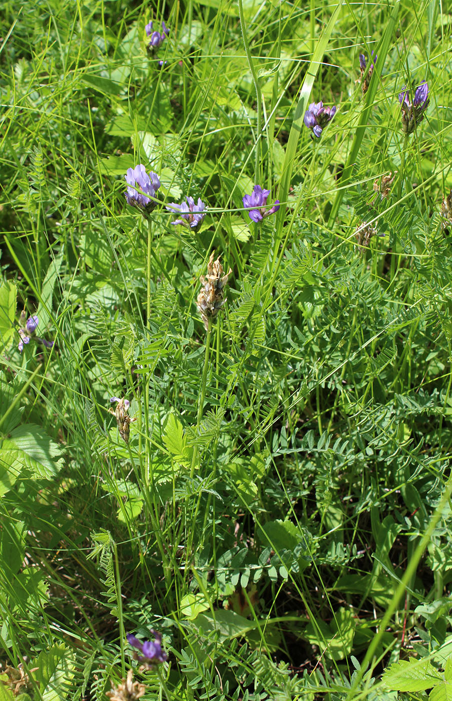 Изображение особи Astragalus danicus.