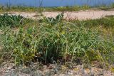 Glaucium flavum