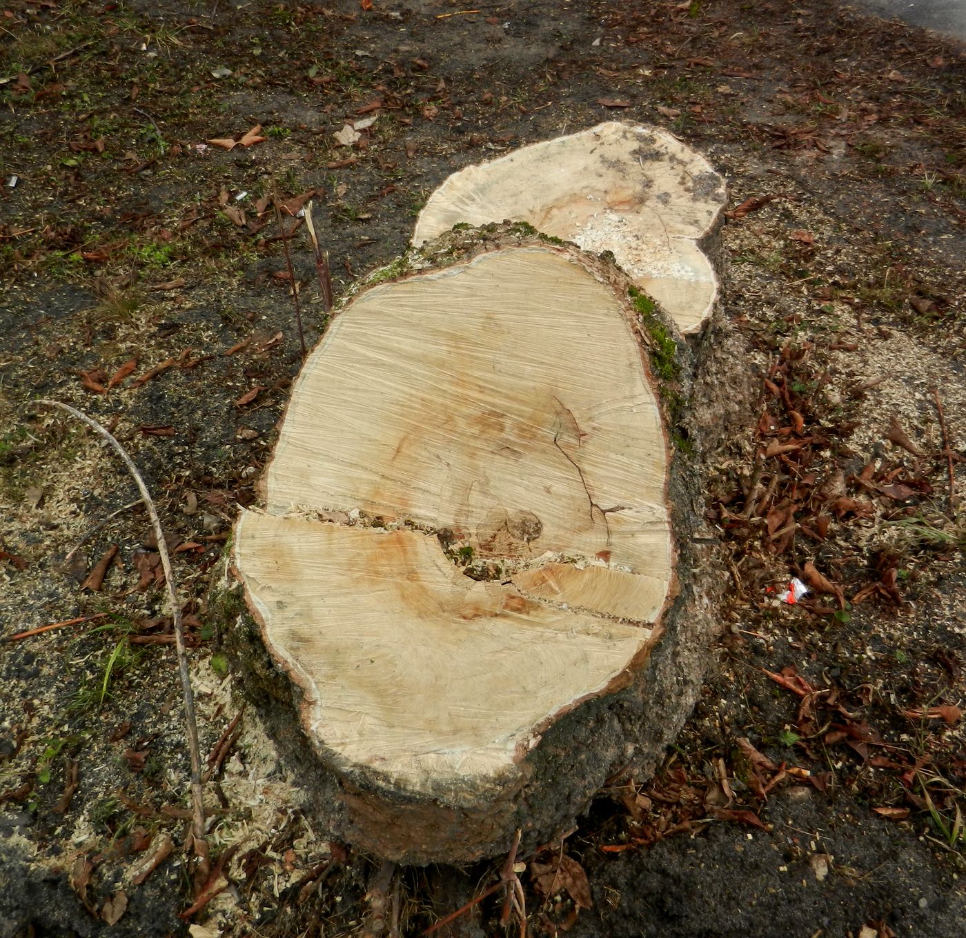 Image of Acer negundo specimen.