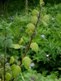 Dioscorea nipponica