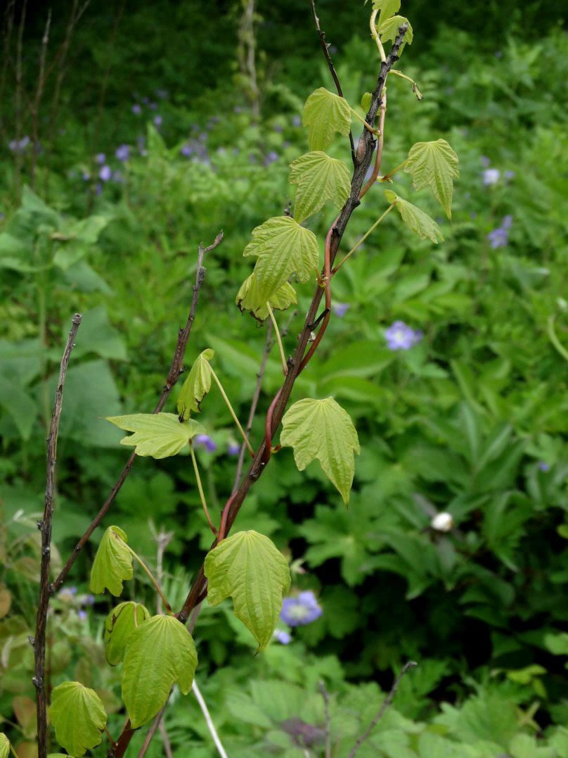 Изображение особи Dioscorea nipponica.