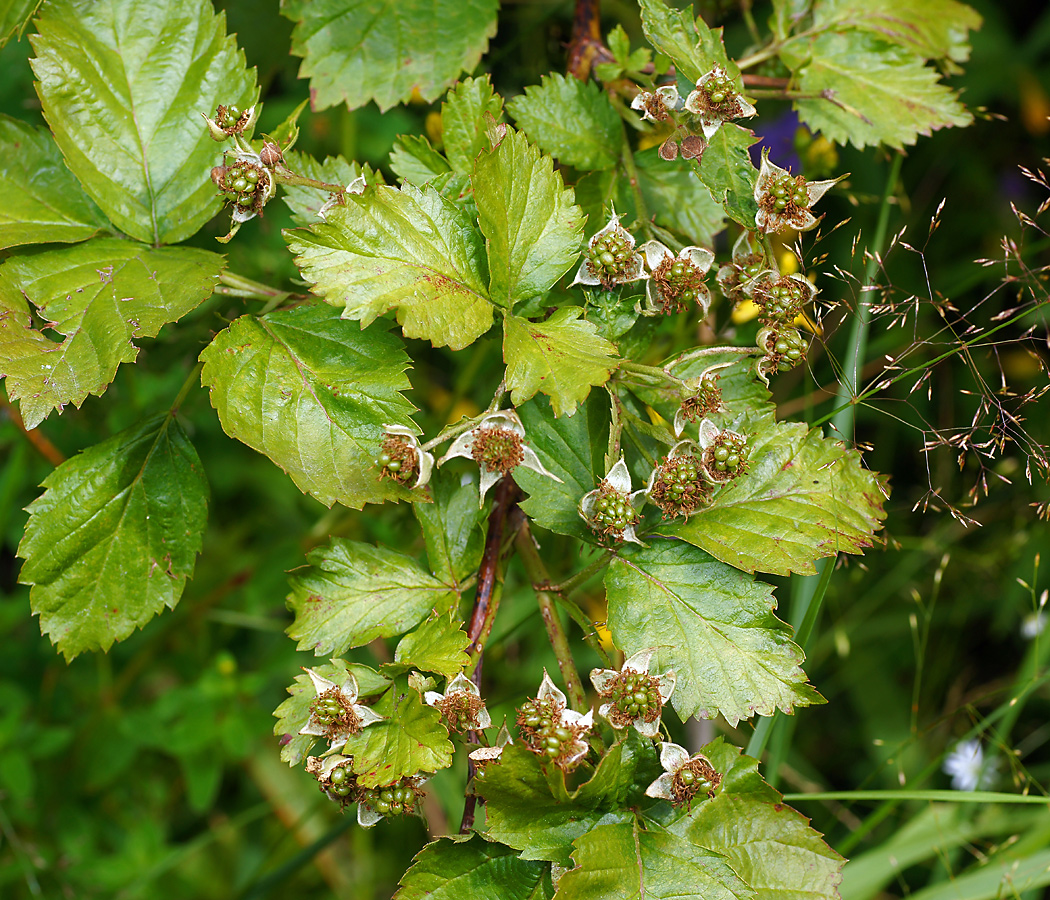 Изображение особи Rubus nessensis.