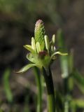 Myosurus minimus. Цветок (видны шпорцы чашелистиков). Нидерланды, провинция Drenthe, Spijkerboor, редко испольуемая грунтовая дорога. 17 апреля 2010 г.
