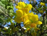 Ochna serrulata