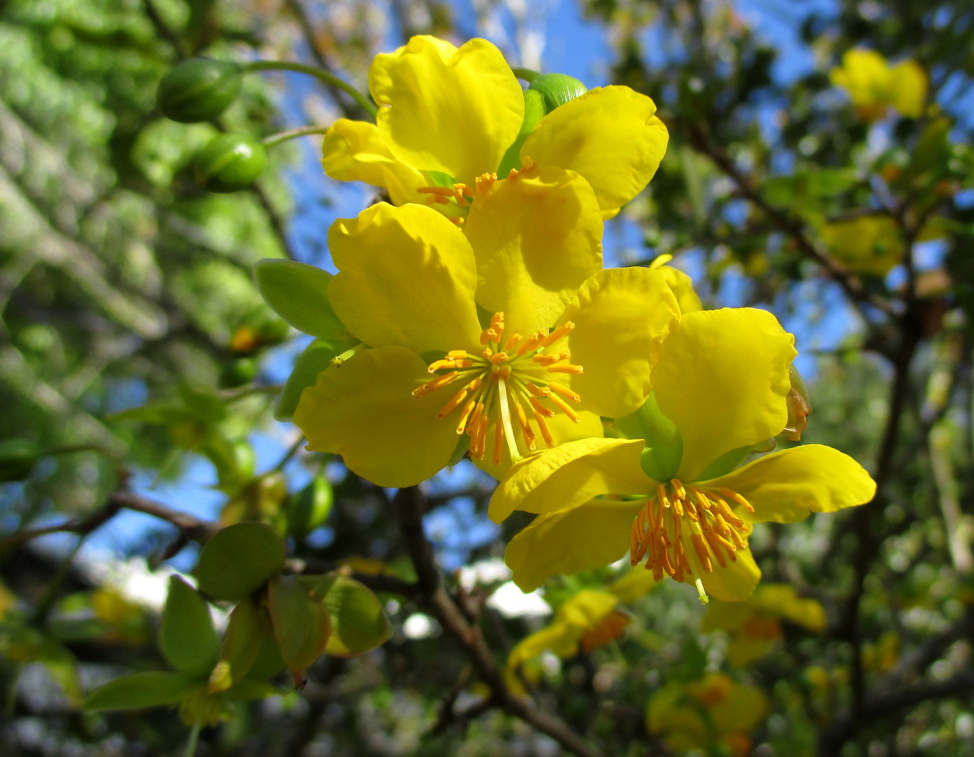 Изображение особи Ochna serrulata.