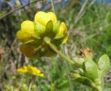 Potentilla ruprechtii