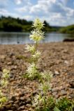 Echinocystis lobata. Соцветие. Средний Урал, Свердловская обл., левый берег р. Чусовая в р-не дер. Курья, прибрежные заросли. 7 августа 2016 г.