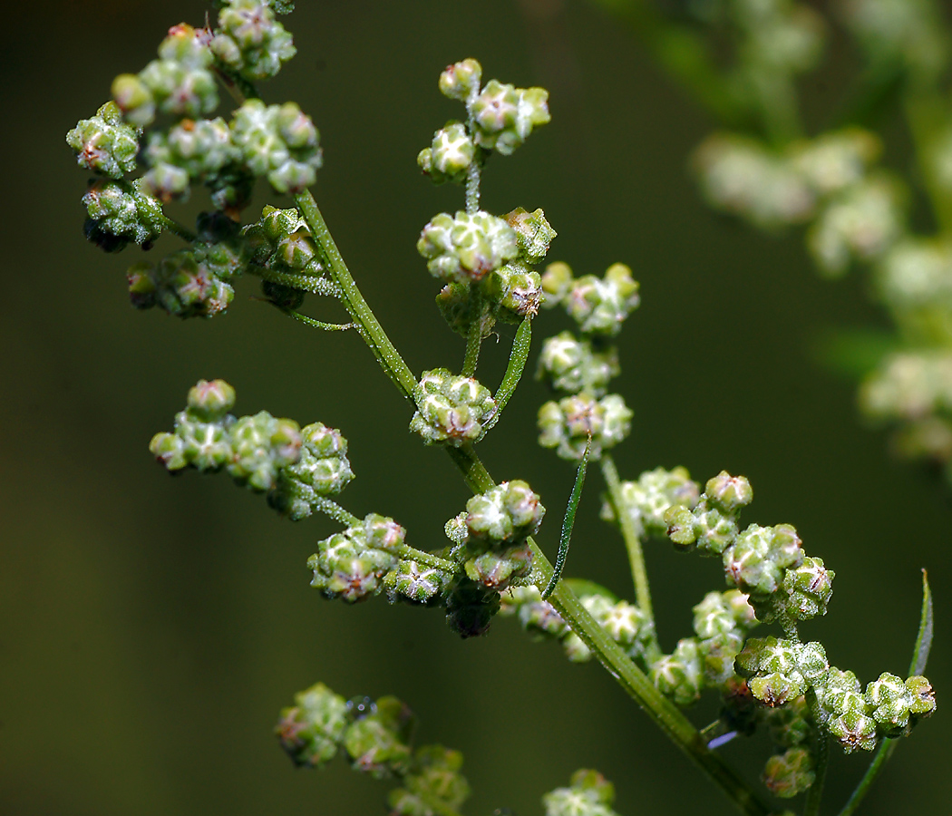 Изображение особи Chenopodium album.