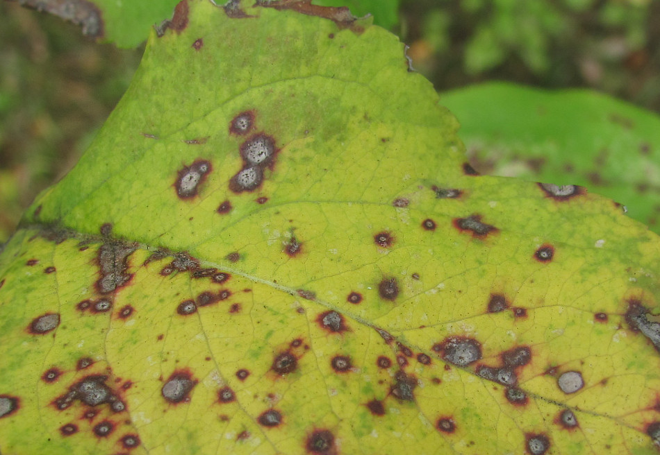 Изображение особи Malus orientalis.