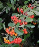 Pyracantha coccinea