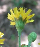 род Hieracium