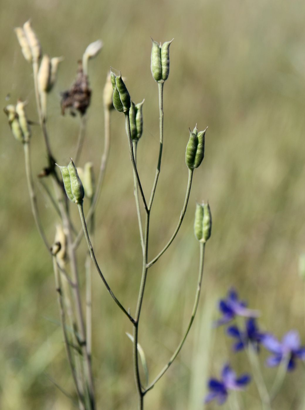 Image of Delphinium grandiflorum specimen.