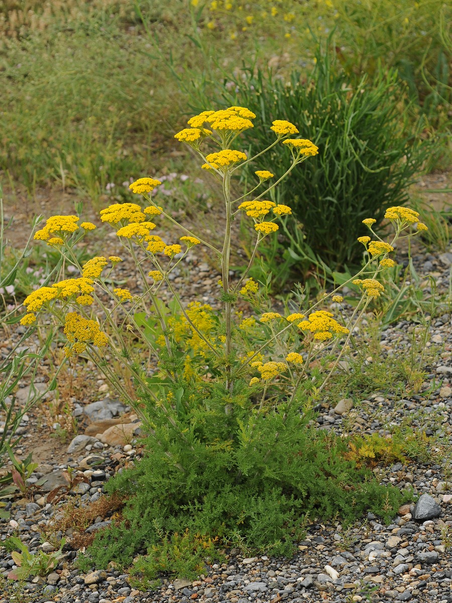 Изображение особи Handelia trichophylla.