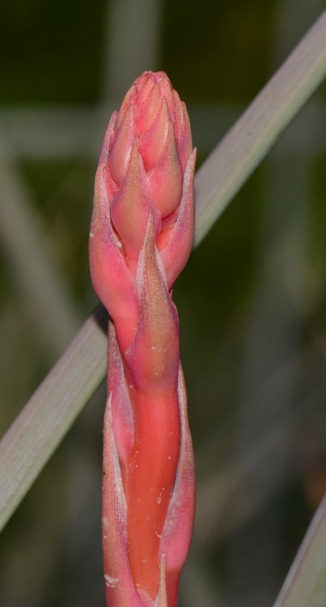 Image of Hesperaloe parviflora specimen.