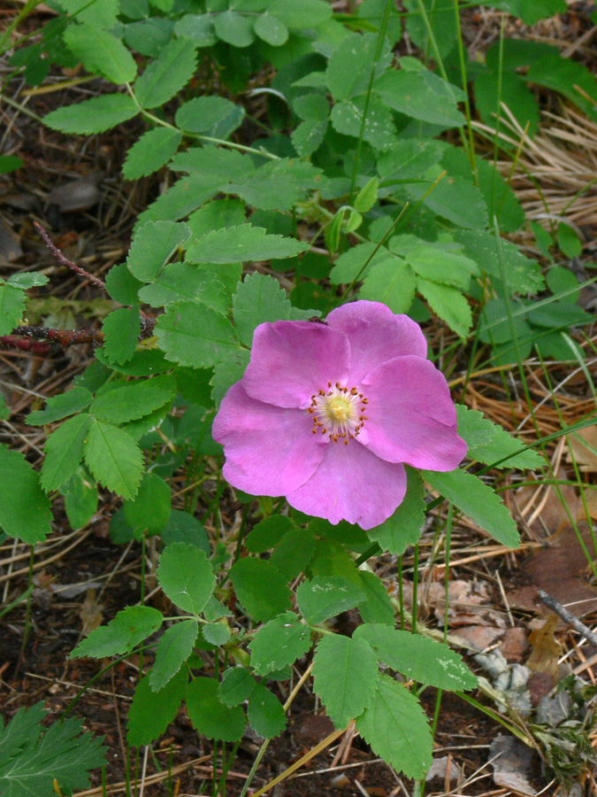 Image of Rosa acicularis specimen.