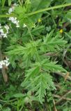 Delphinium anthriscifolium. Лист. Южный Китай, провинция Гуйлинь, в 15 км к востоку от городка Яншо (Yangshuo, 阳朔), деревня Лиогонг, берег реки Ли (Линцзян). 5 апреля 2015 г.