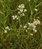 Lepidium latifolium