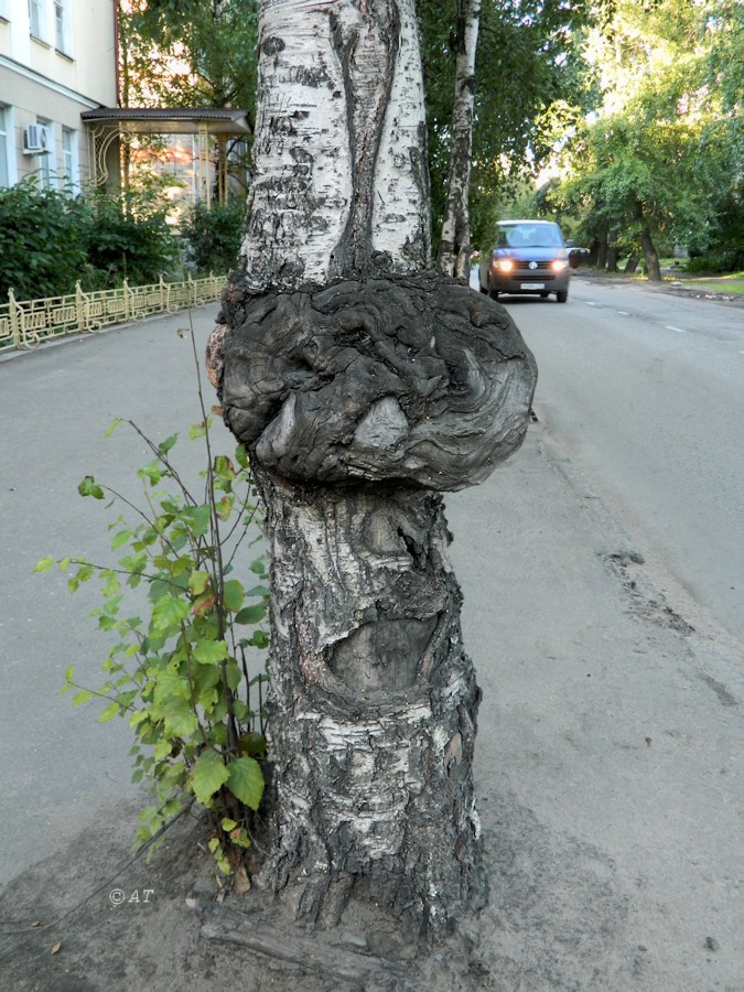 Image of genus Betula specimen.