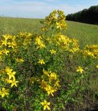 Hypericum perforatum. Верхушка цветущего растения. Республика Татарстан, Зеленодольский р-н, окр. с. Ильинское, край поля. 19.06.2015.