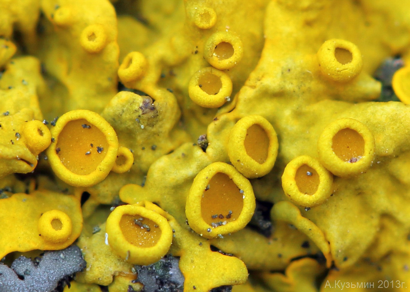 Image of Xanthoria parietina specimen.