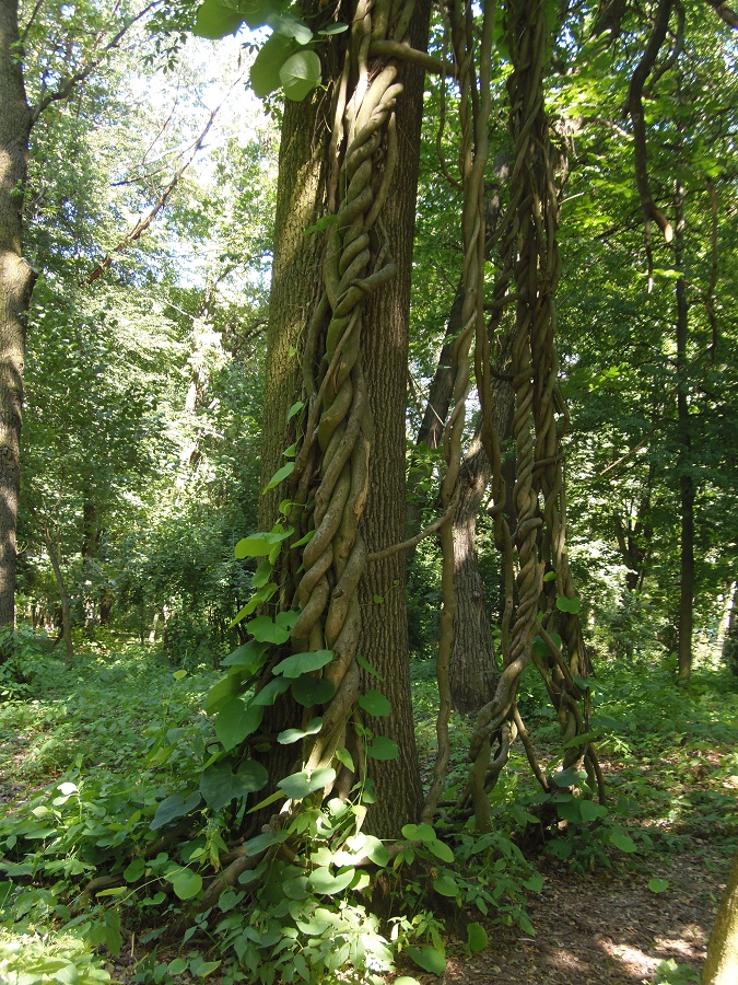 Изображение особи род Aristolochia.