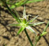 Juncus bufonius. Цветок. Коми, Сыктывдинский р-н, окр. пос. Еляты, искуственный водоём, песчаный берег. 24.07.2015.