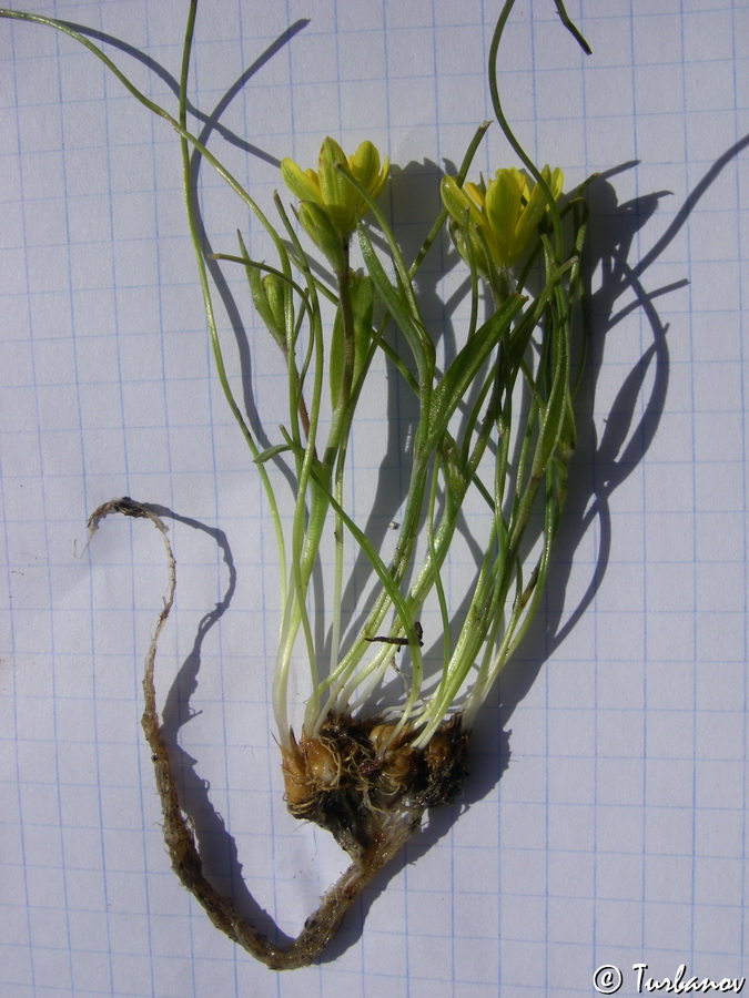 Image of Gagea bohemica specimen.