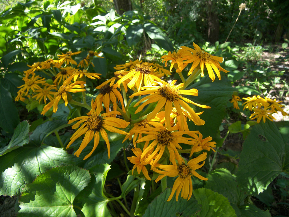 Изображение особи Ligularia dentata.