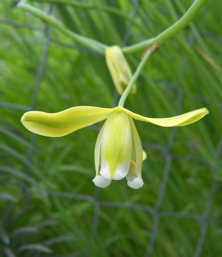 Изображение особи Albuca canadensis.