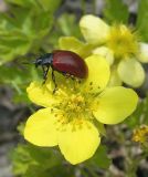 Waldsteinia subspecies maximowicziana