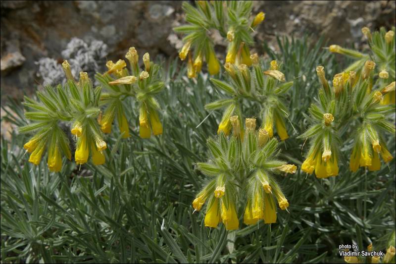 Image of Onosma polyphylla specimen.