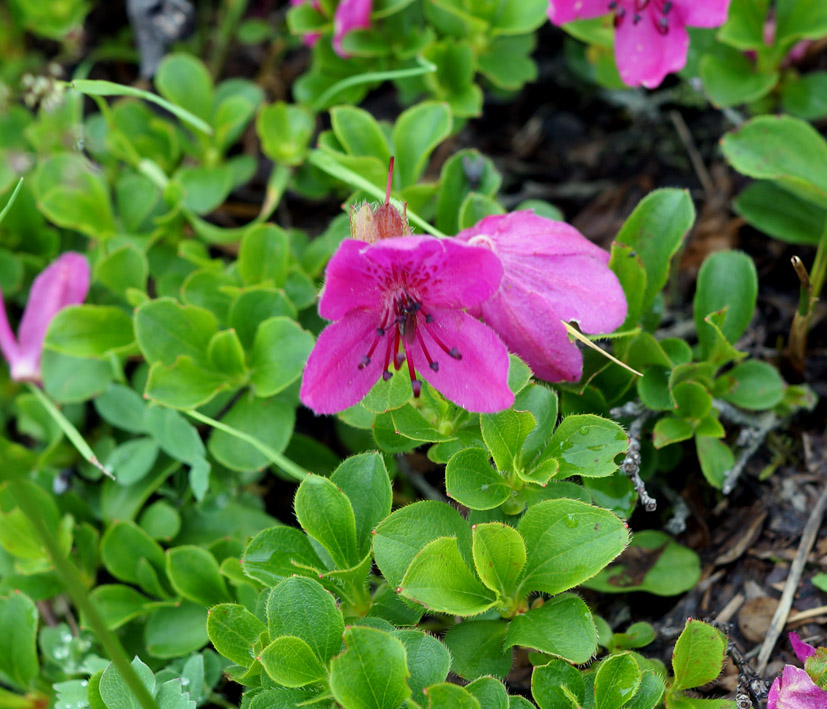 Image of Rhododendron camtschaticum specimen.