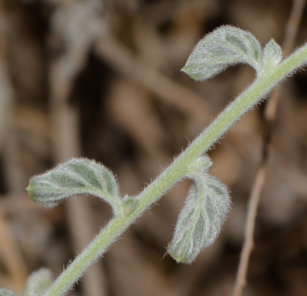 Image of Heliotropium rotundifolium specimen.