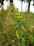 Medicago falcata. Верхняя часть цветущего растения. Самарская обл., окр. г. Жигулёвск, гора Могутова, дубовое редколесье в верхней трети склона. 20 июля 2015 г.