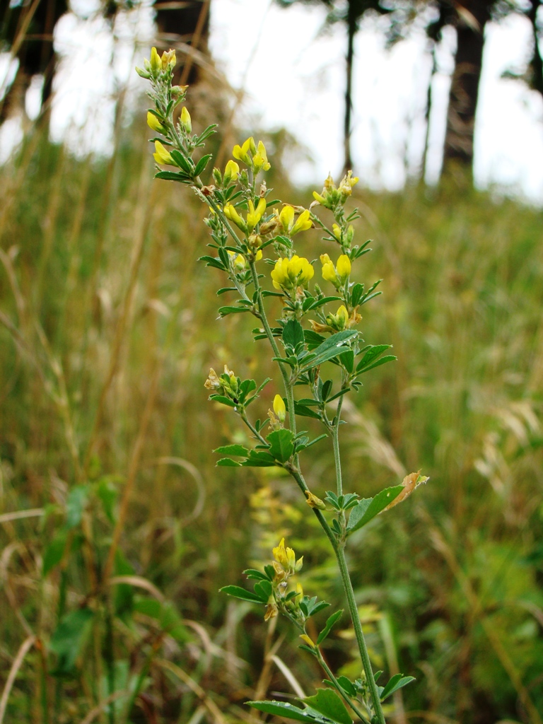 Изображение особи Medicago falcata.