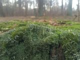 genus Cladonia