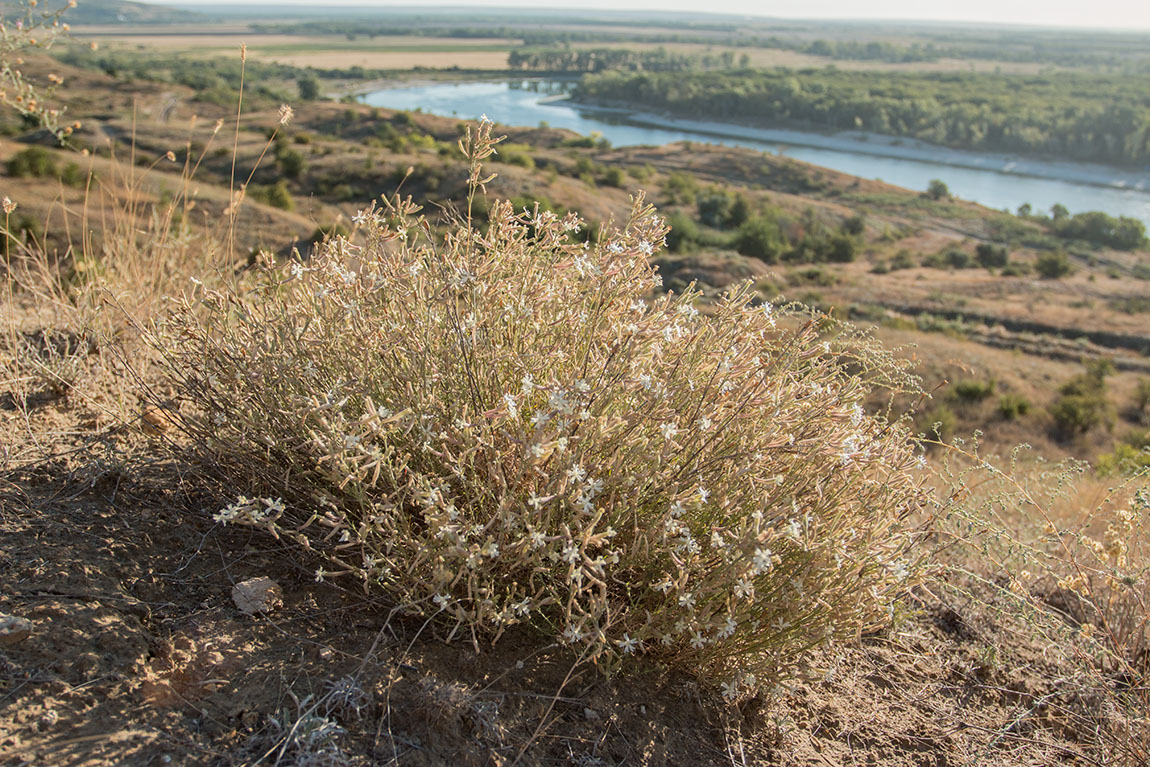 Image of Silene supina specimen.