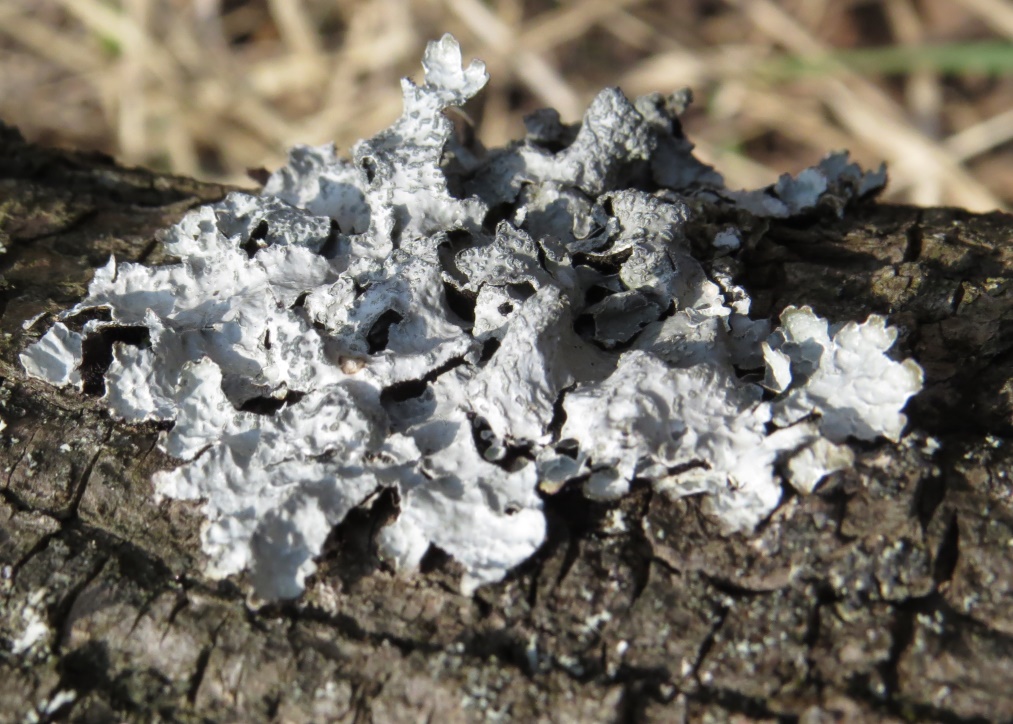 Image of Parmelia sulcata specimen.