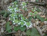 Pachyphragma macrophyllum. Цветущее растение. Адыгея, Майкопский р-н, окр. пос. Гузерипль, г. Казачья, буково-пихтовый лес на южном склоне. 29.03.2017.