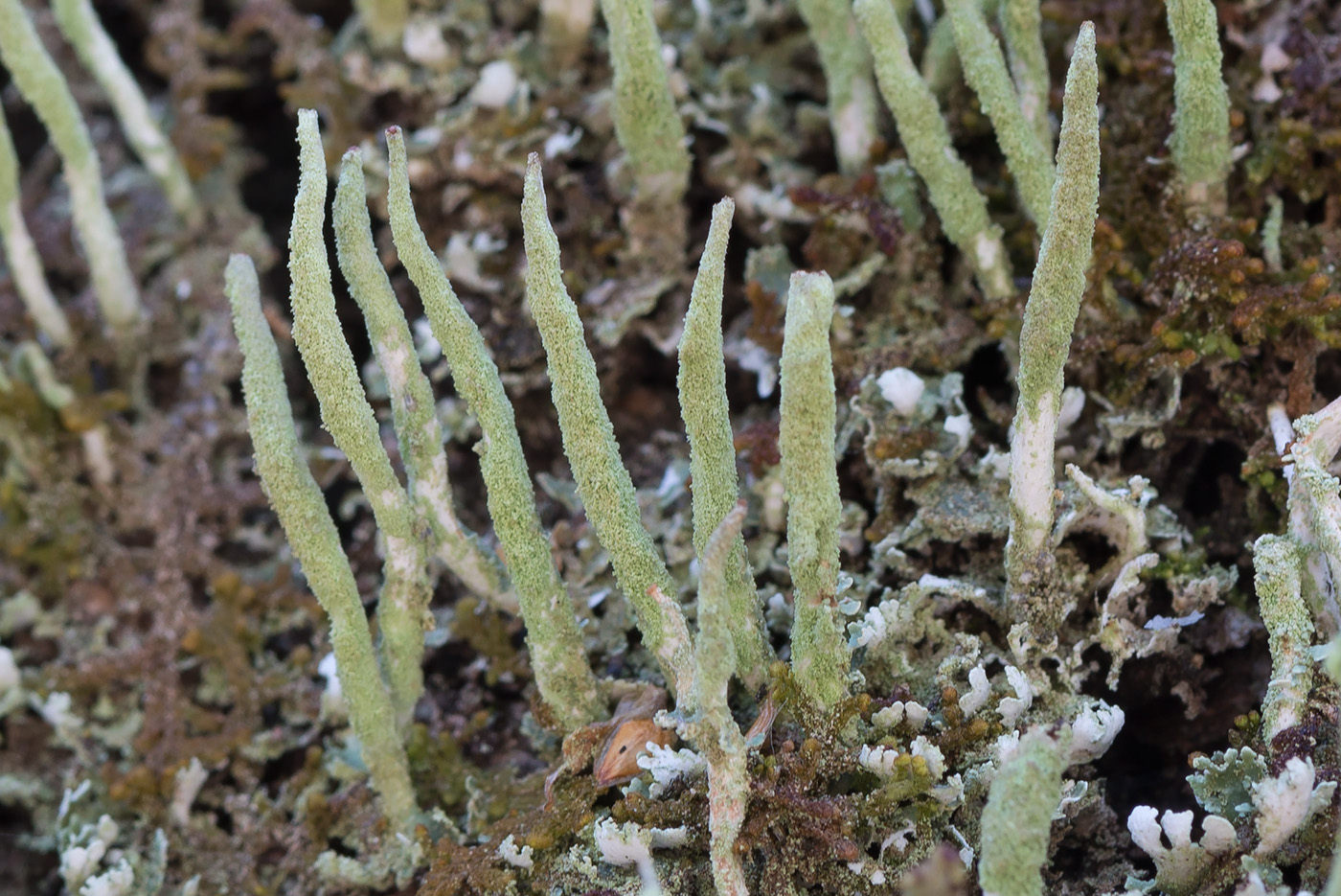 Изображение особи Cladonia coniocraea.