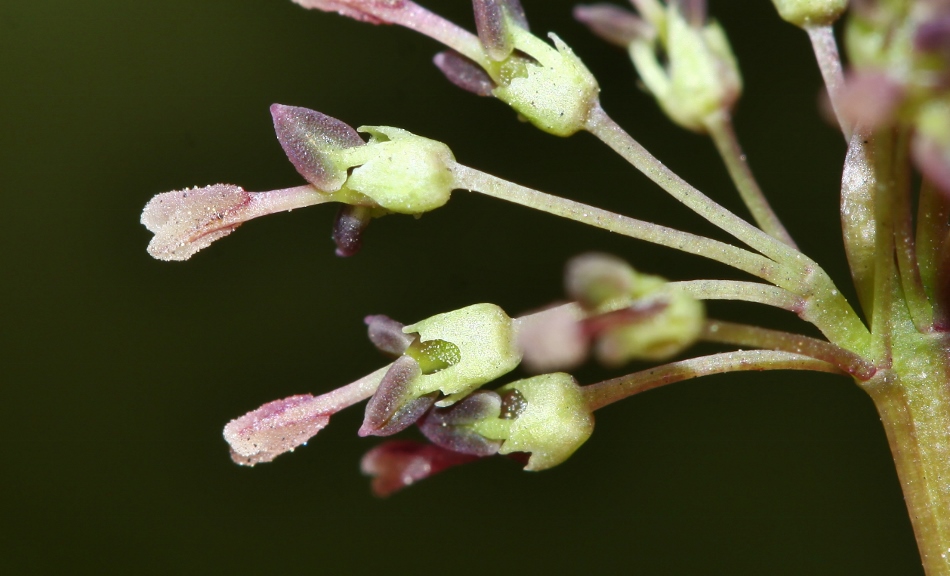 Изображение особи Fraxinus rhynchophylla.